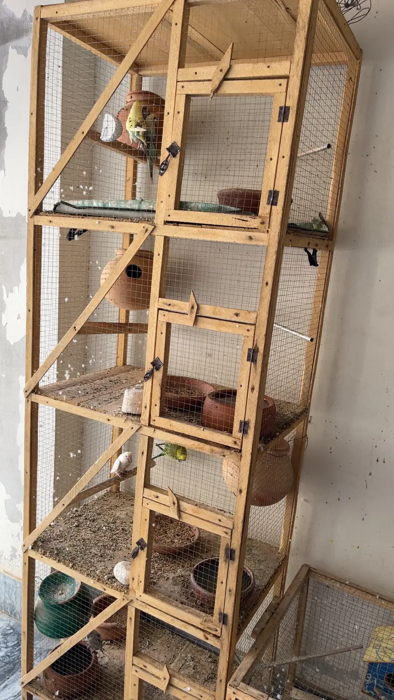 11 pairs Budgies + chicks + cages - complete Breeding setup. — photo 6