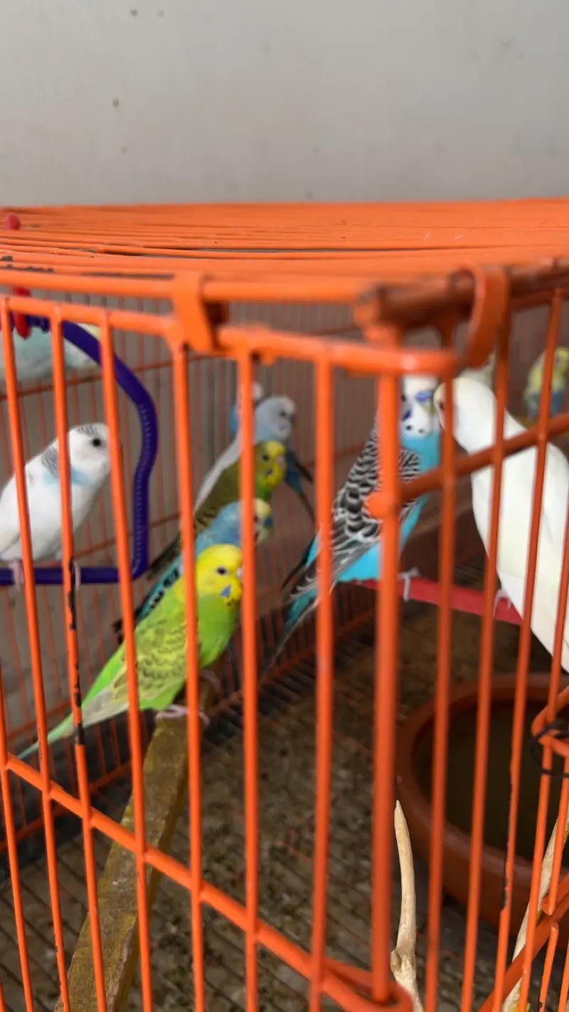 11 pairs Budgies + chicks + cages - complete Breeding setup. — photo 7