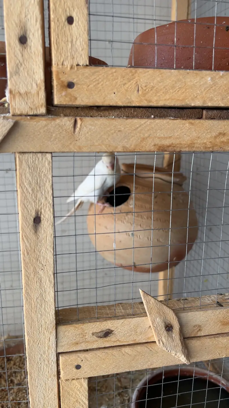 11 pairs Budgies + chicks + cages - complete Breeding setup. — photo 8