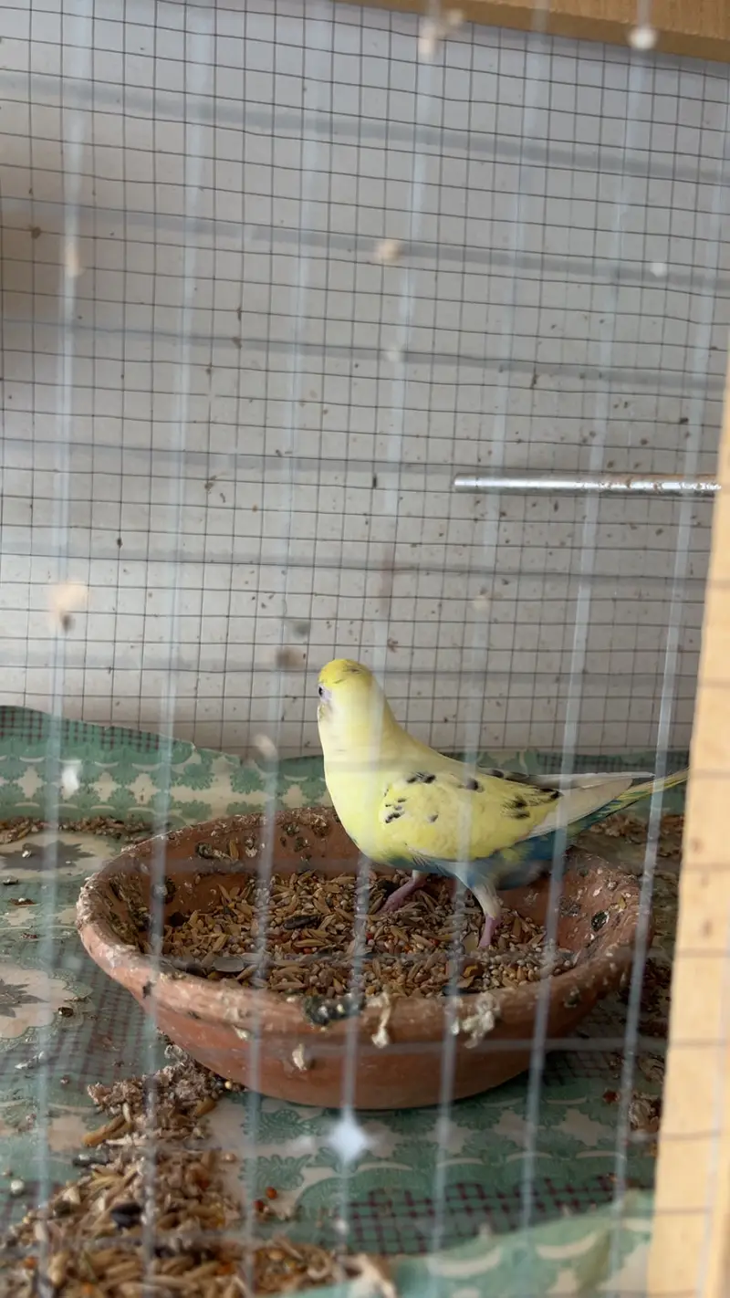 11 pairs Budgies + chicks + cages - complete Breeding setup. — photo 9