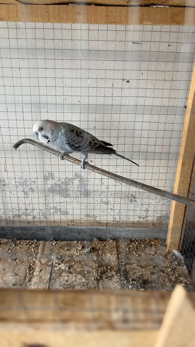 11 pairs Budgies + chicks + cages - complete Breeding setup. — photo 10