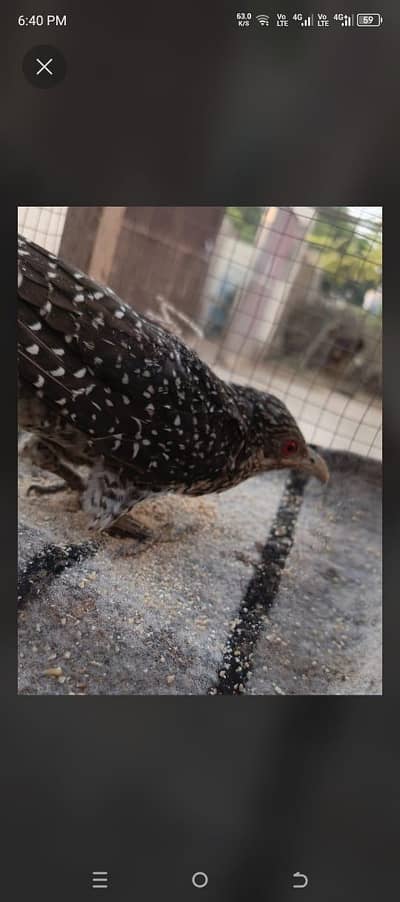 Asian koel
