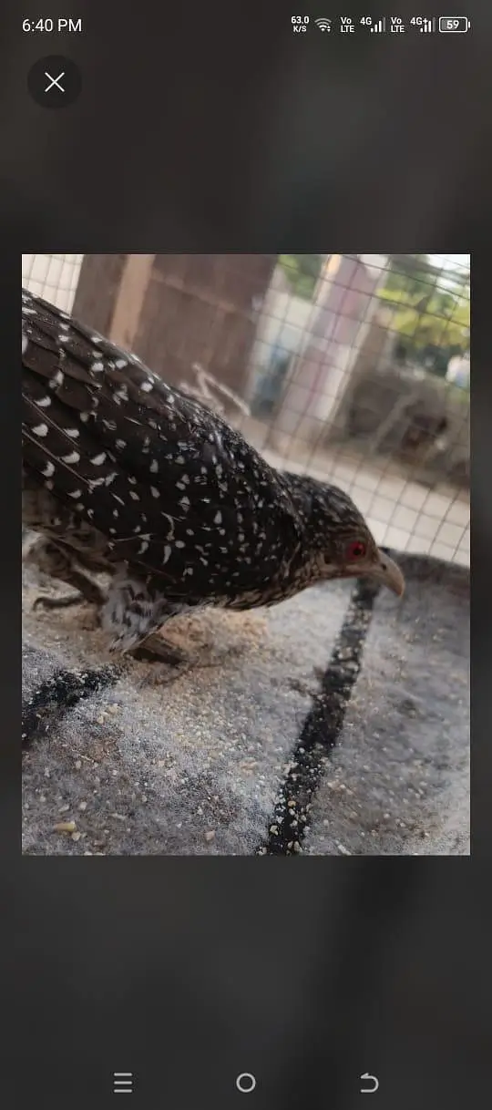 Asian koel