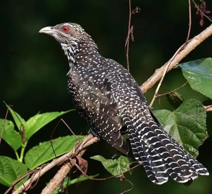 Asian koel — photo 2