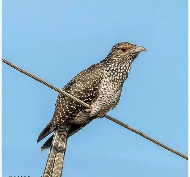 Asian koel — photo 3
