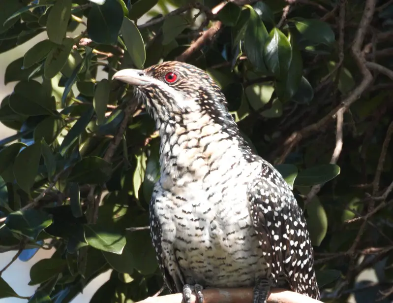 Asian koel — photo 4