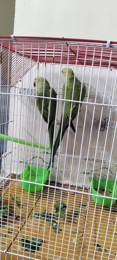 Green parrots pair