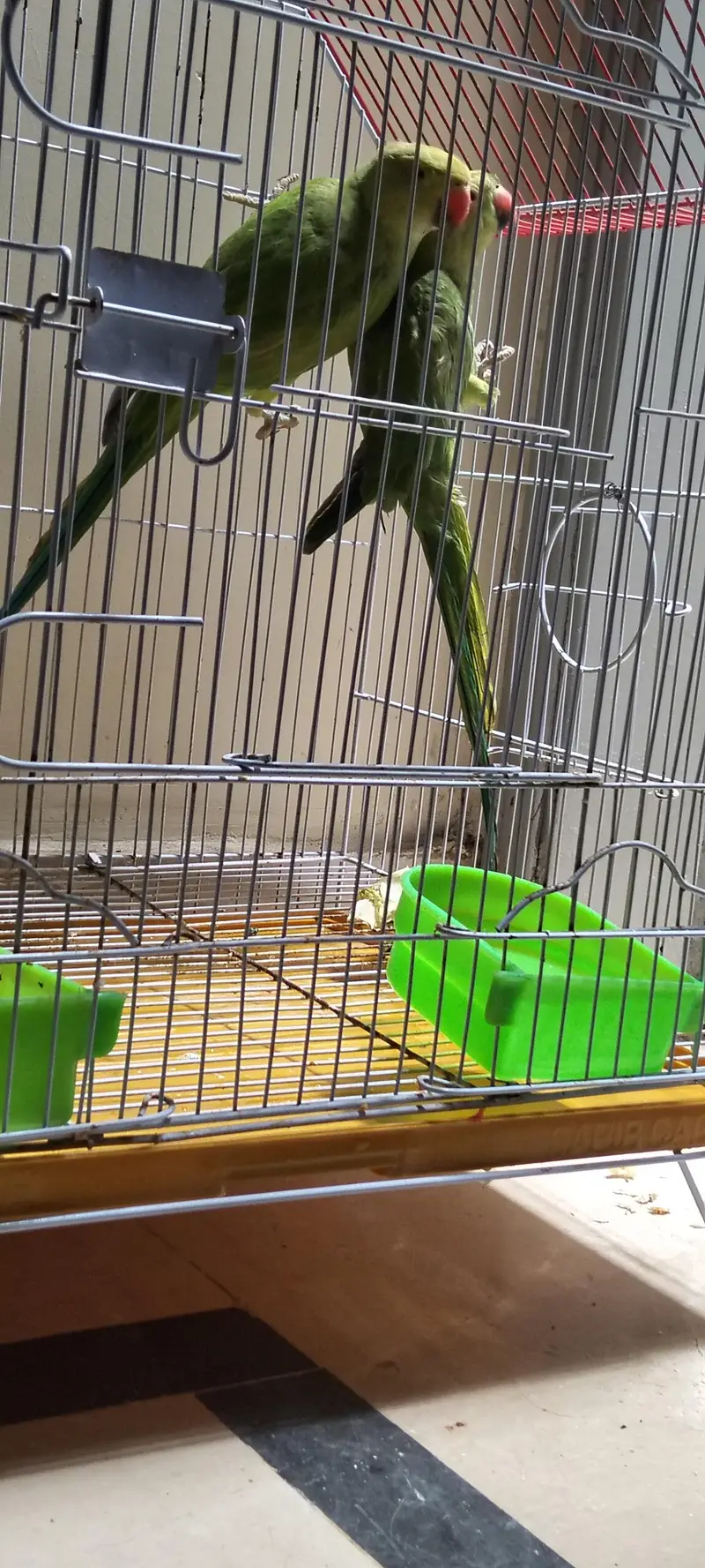 Green parrots pair — photo 2