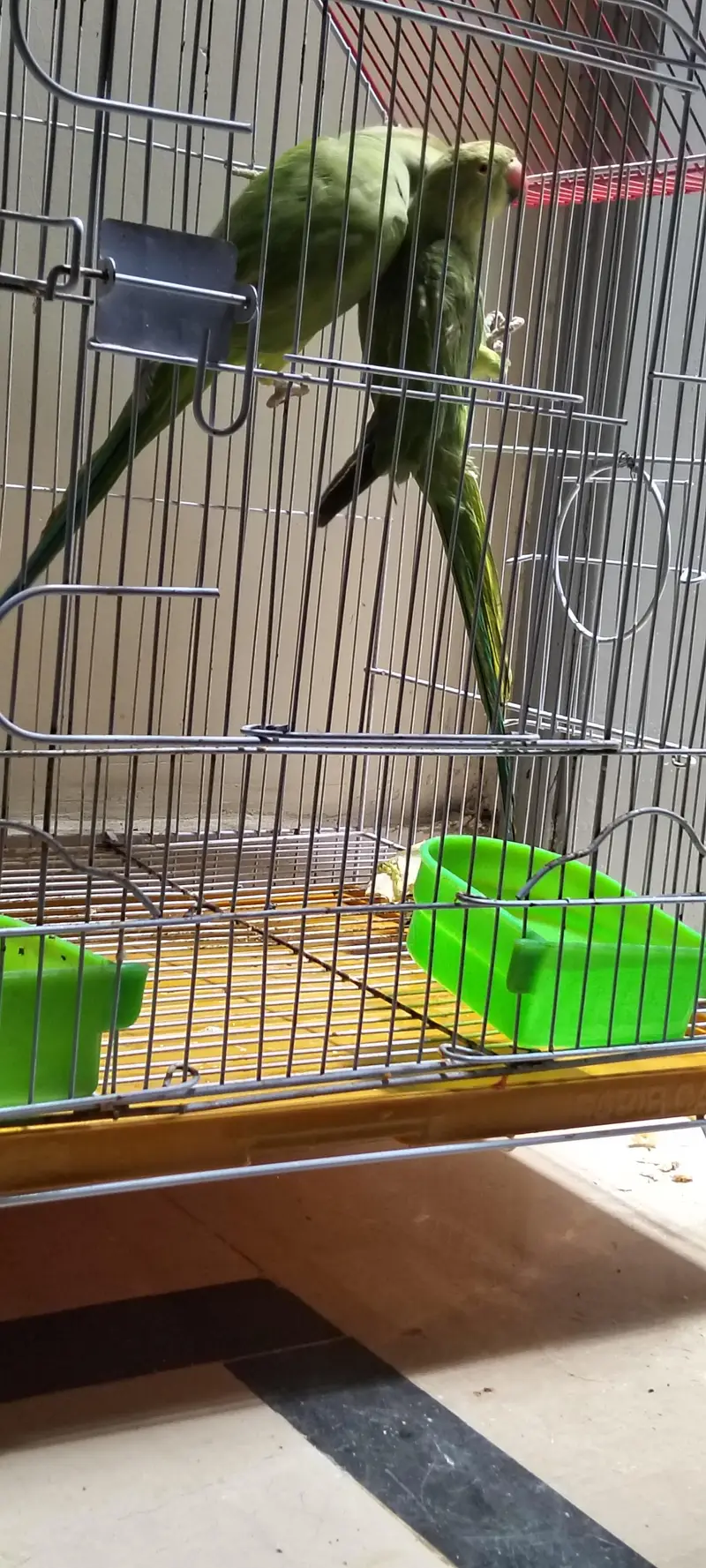 Green parrots pair — photo 3
