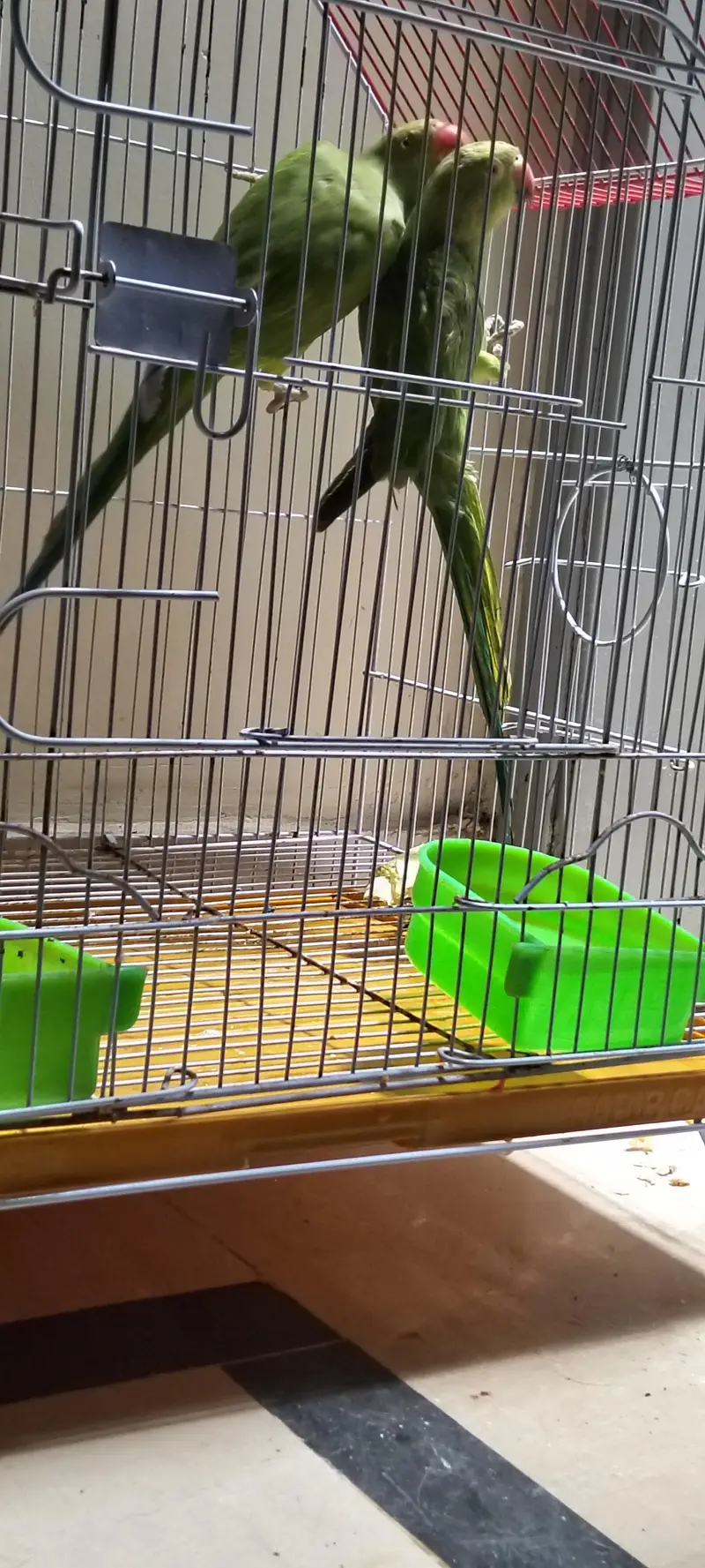 Green parrots pair — photo 4