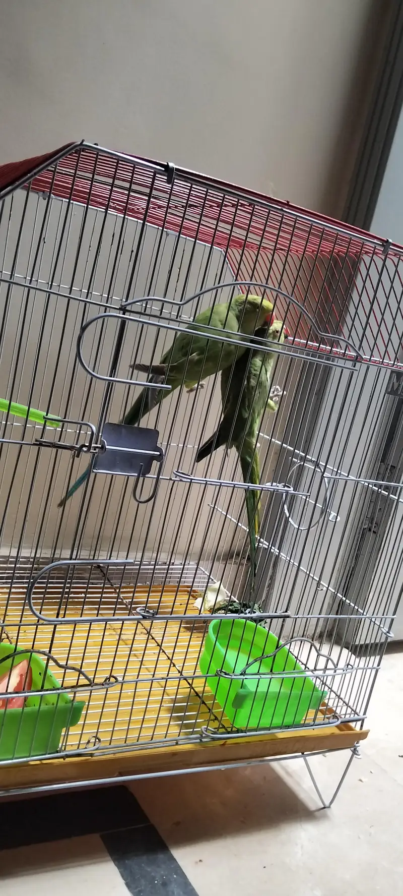 Green parrots pair — photo 5