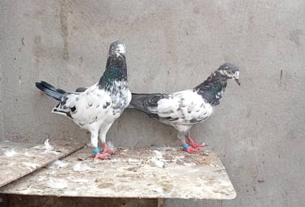 pigeon