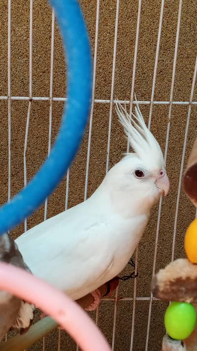 cockatiel parrot for sell