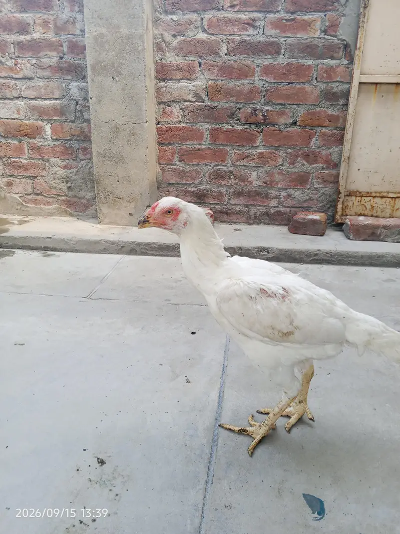shamo female — photo 2