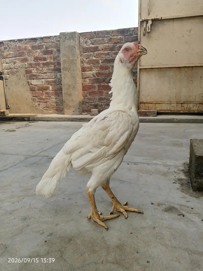 shamo female — photo 3