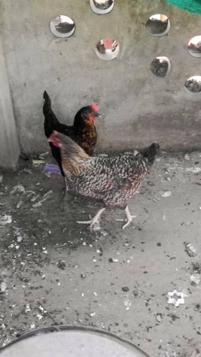 golden misri hen