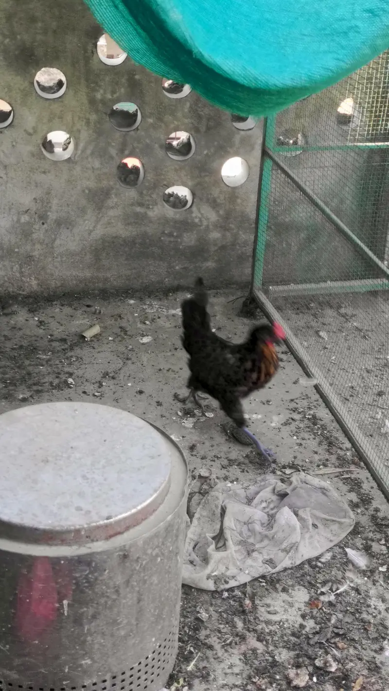 golden misri hen — photo 2