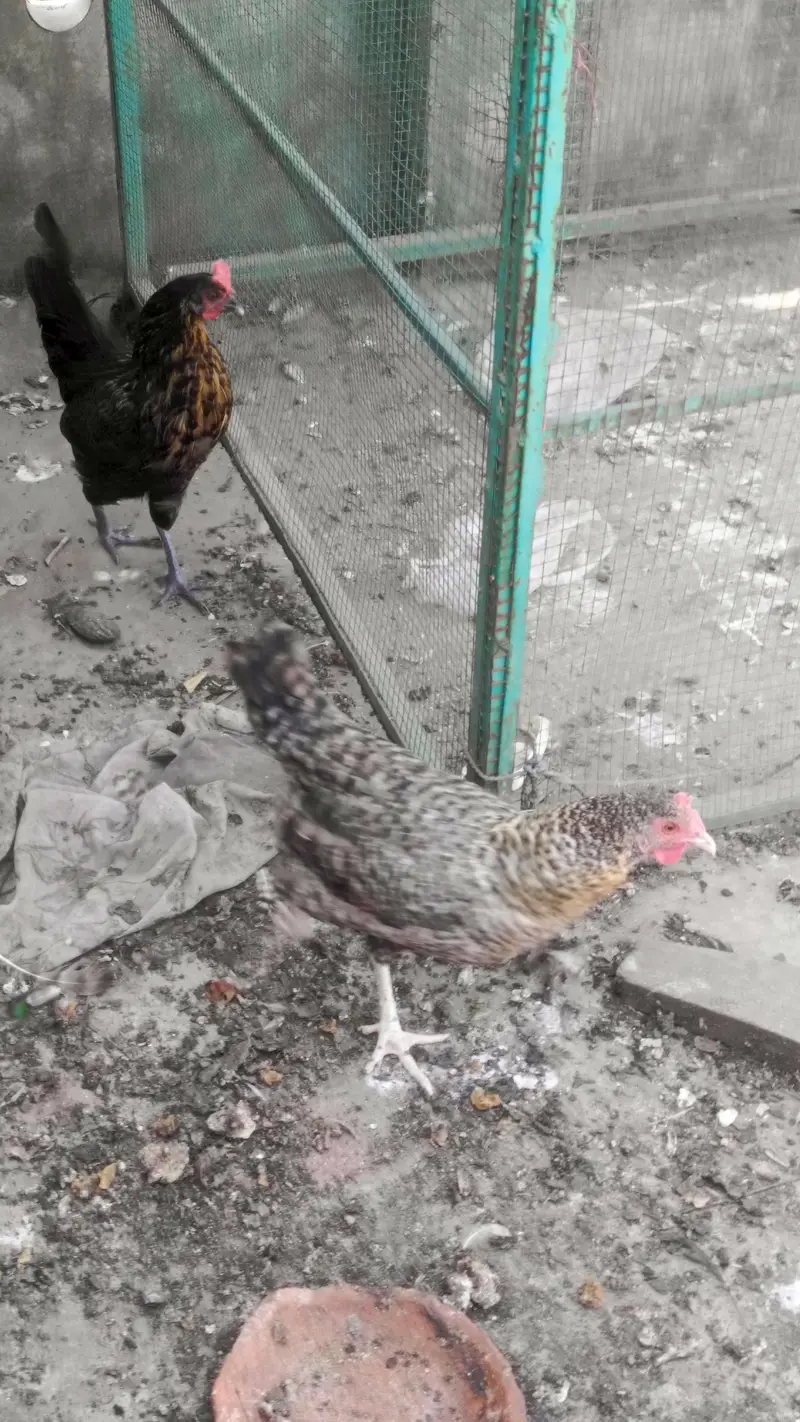golden misri hen — photo 3