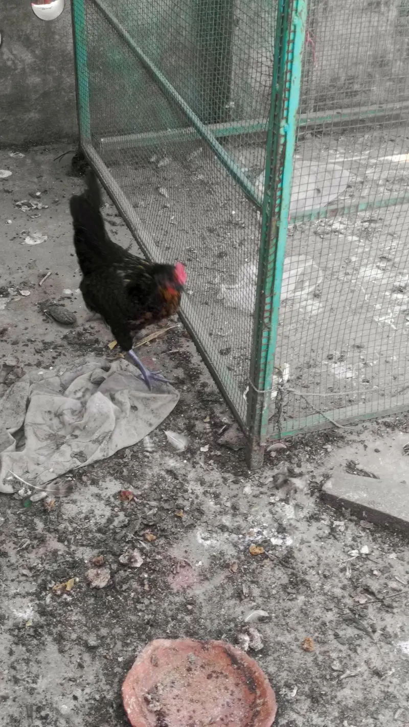 golden misri hen — photo 4