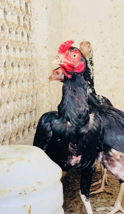 Zero Size Mushka Aseel Lasani Cross Breeder Trio Set for Sale