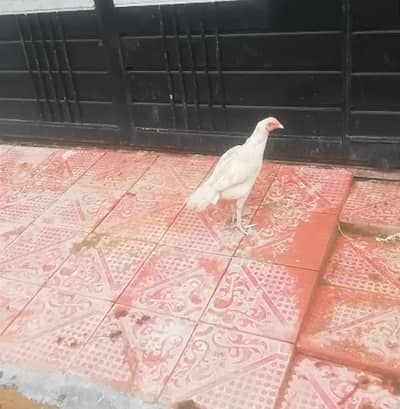 Hera Aseel Madi Ready for Eggs