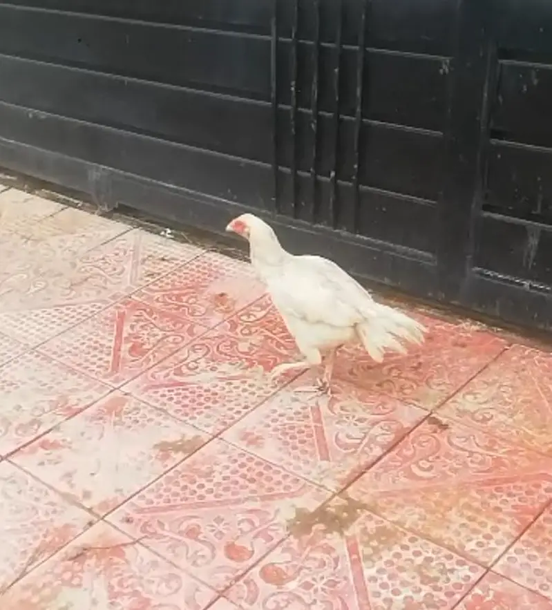 Hera Aseel Madi Ready for Eggs — photo 2