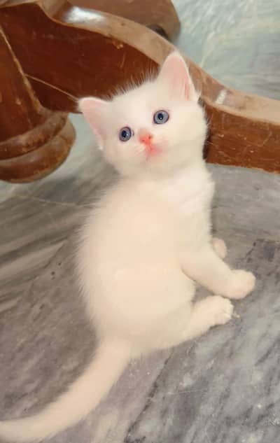 Kitten for sale 03000030008