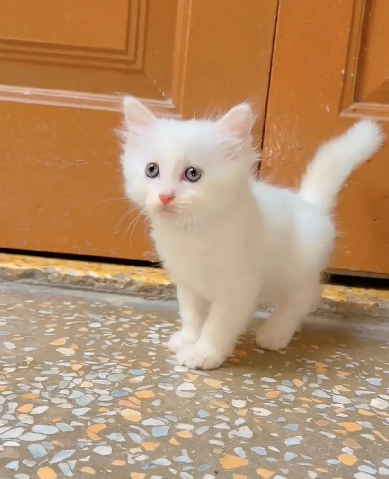Kitten for sale 03000030008 — photo 2