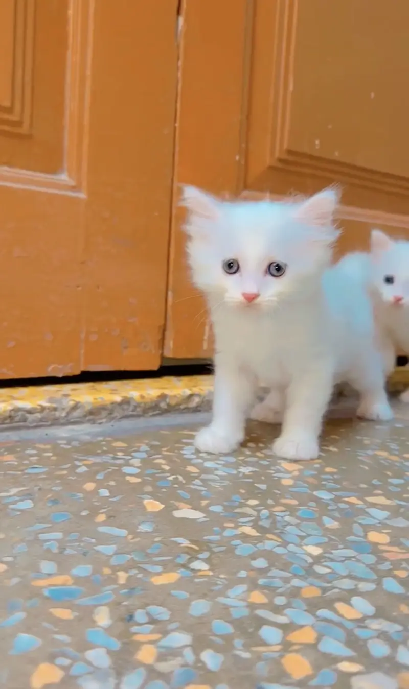 Kitten for sale 03000030008 — photo 3
