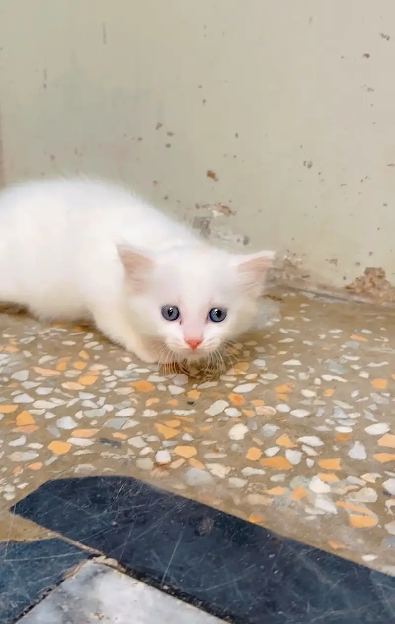 Kitten for sale 03000030008 — photo 4