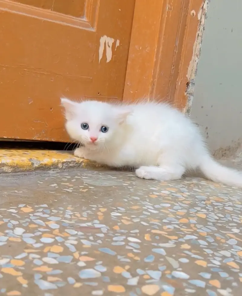 Kitten for sale 03000030008 — photo 5