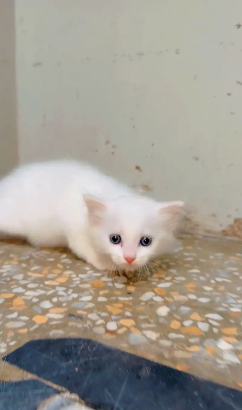 Kitten for sale 03000030008 — photo 6