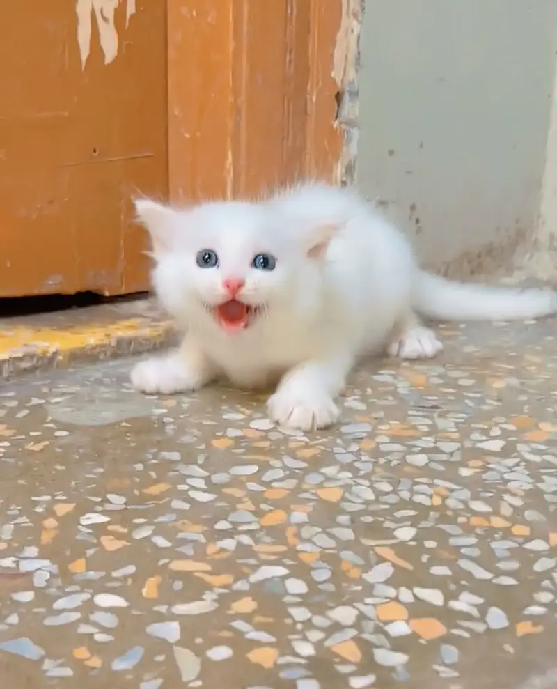 Kitten for sale 03000030008 — photo 7