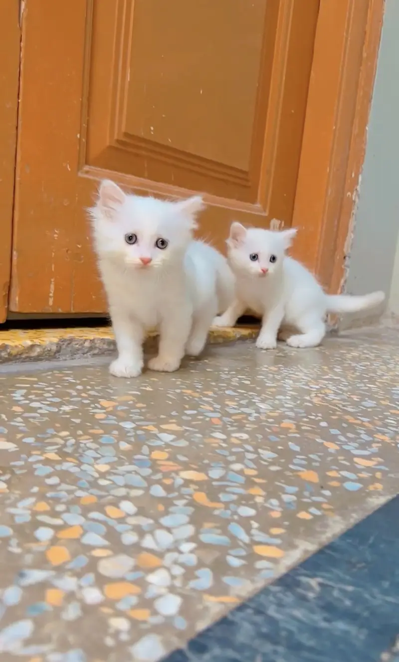 Kitten for sale 03000030008 — photo 8