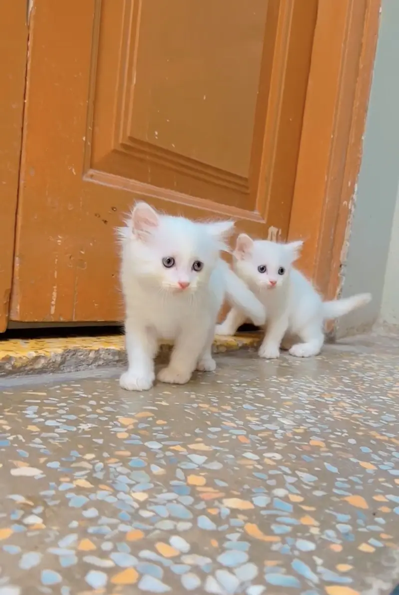 Kitten for sale 03000030008 — photo 9