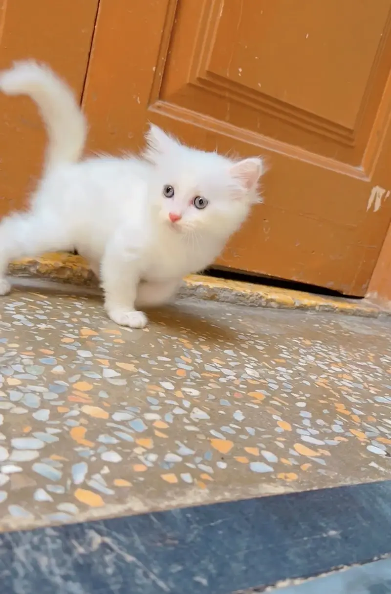 Kitten for sale 03000030008 — photo 10