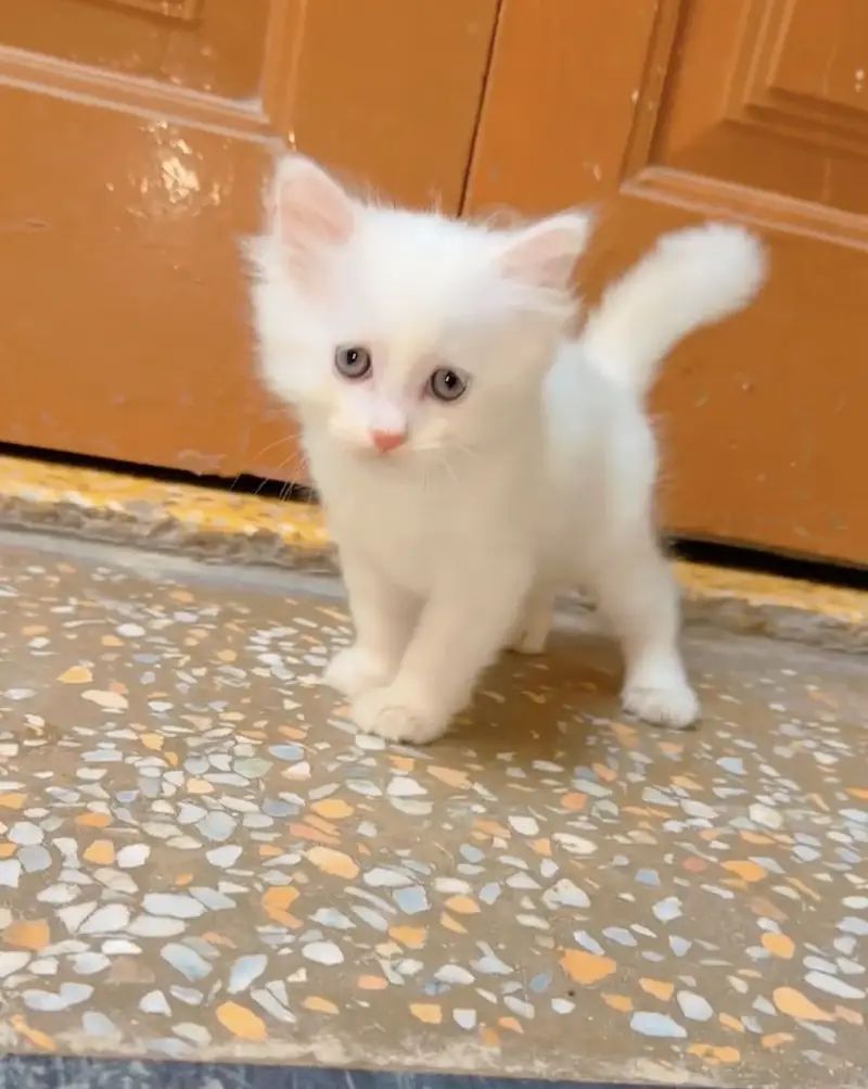 Kitten for sale 03000030008 — photo 11