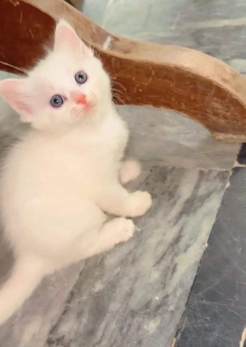 Kitten for sale 03000030008 — photo 12