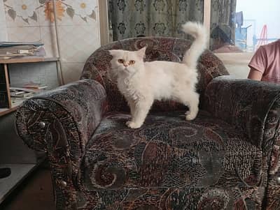 Russian Female Cat For Sell Double Coated