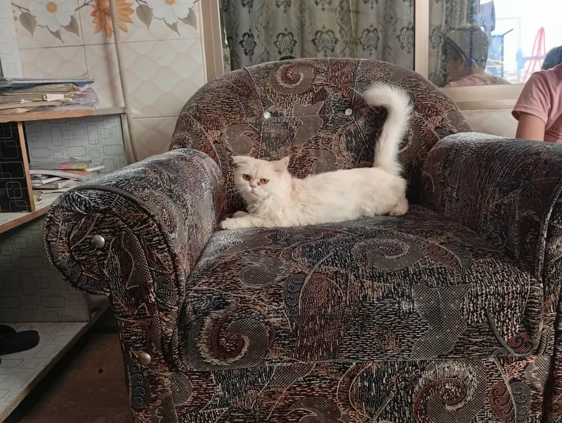 Russian Female Cat For Sell Double Coated — photo 2