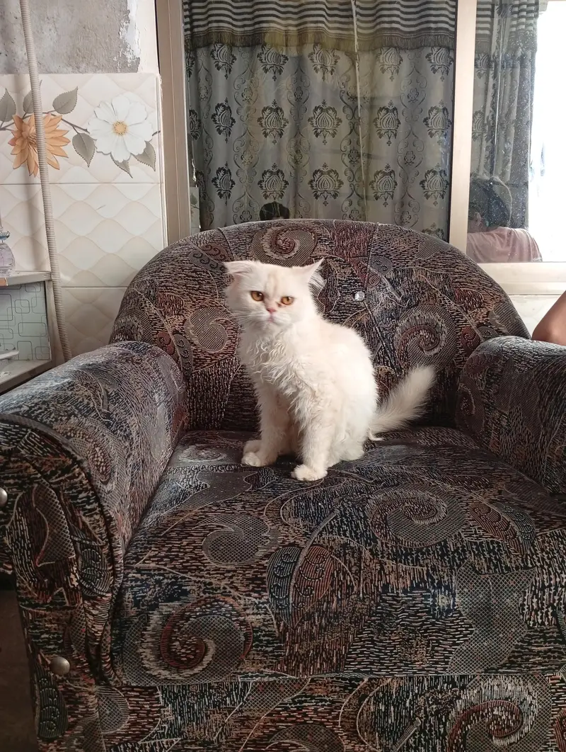 Russian Female Cat For Sell Double Coated — photo 3
