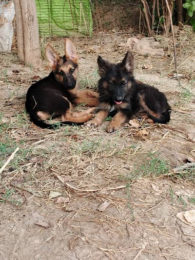 German shepherd puppies,dog,