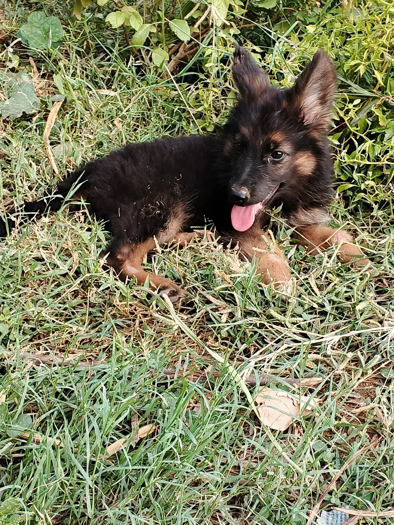 German shepherd puppies,dog, — photo 2