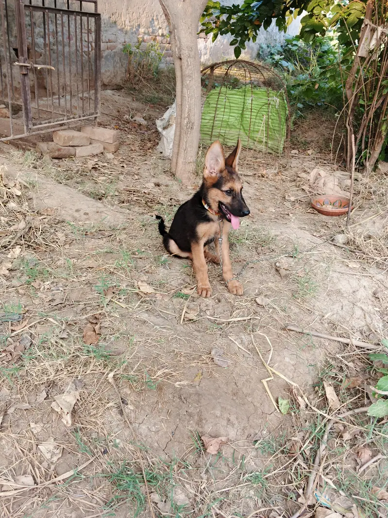 German shepherd puppies,dog, — photo 3
