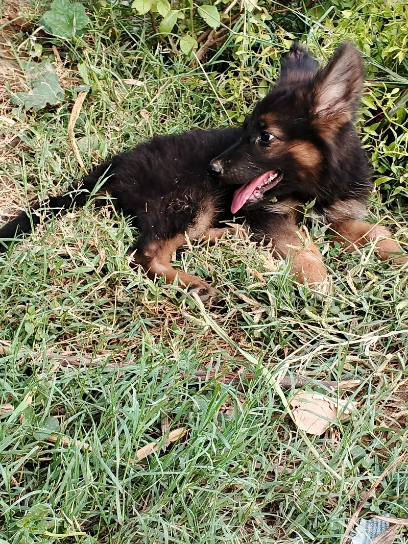 German shepherd puppies,dog, — photo 4