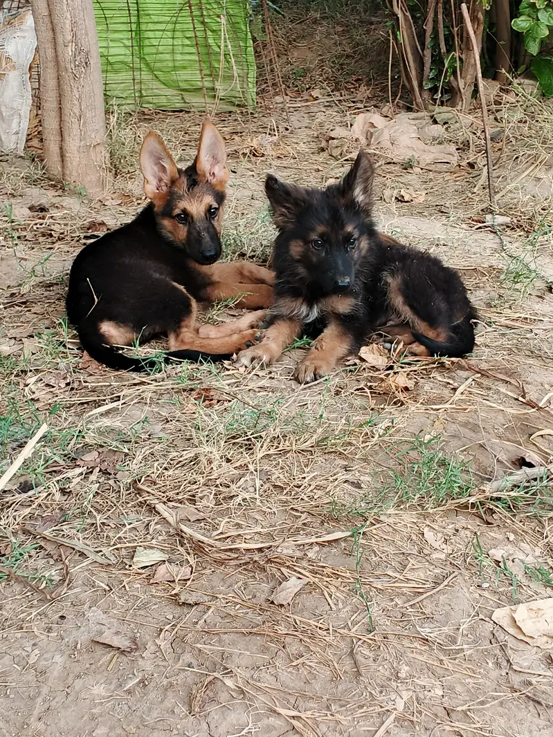 German shepherd puppies,dog, — photo 5
