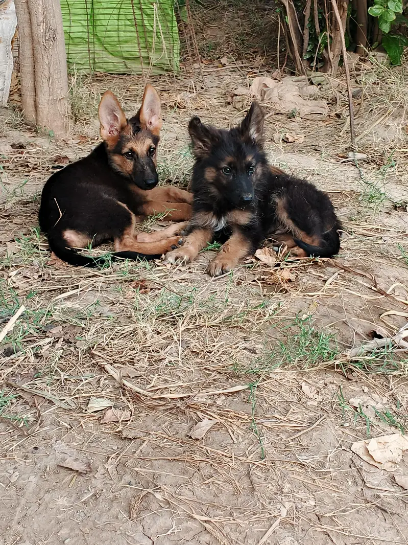 German shepherd puppies,dog, — photo 6