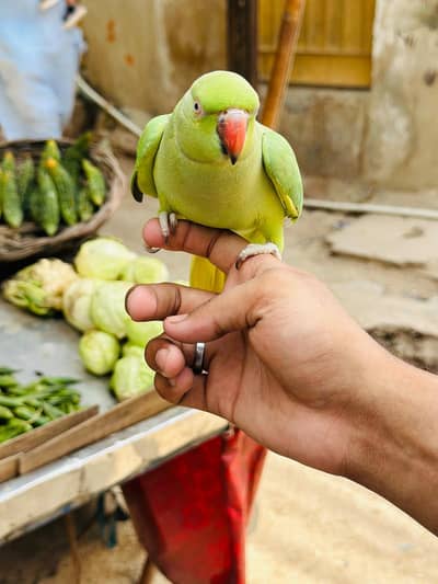 ring neck parrot