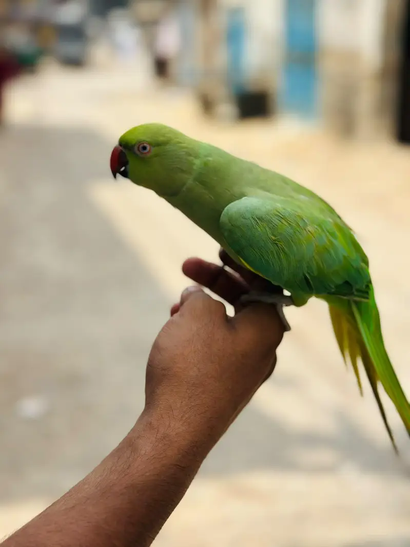 ring neck parrot — photo 2