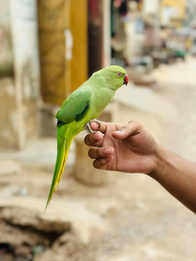 ring neck parrot — photo 3